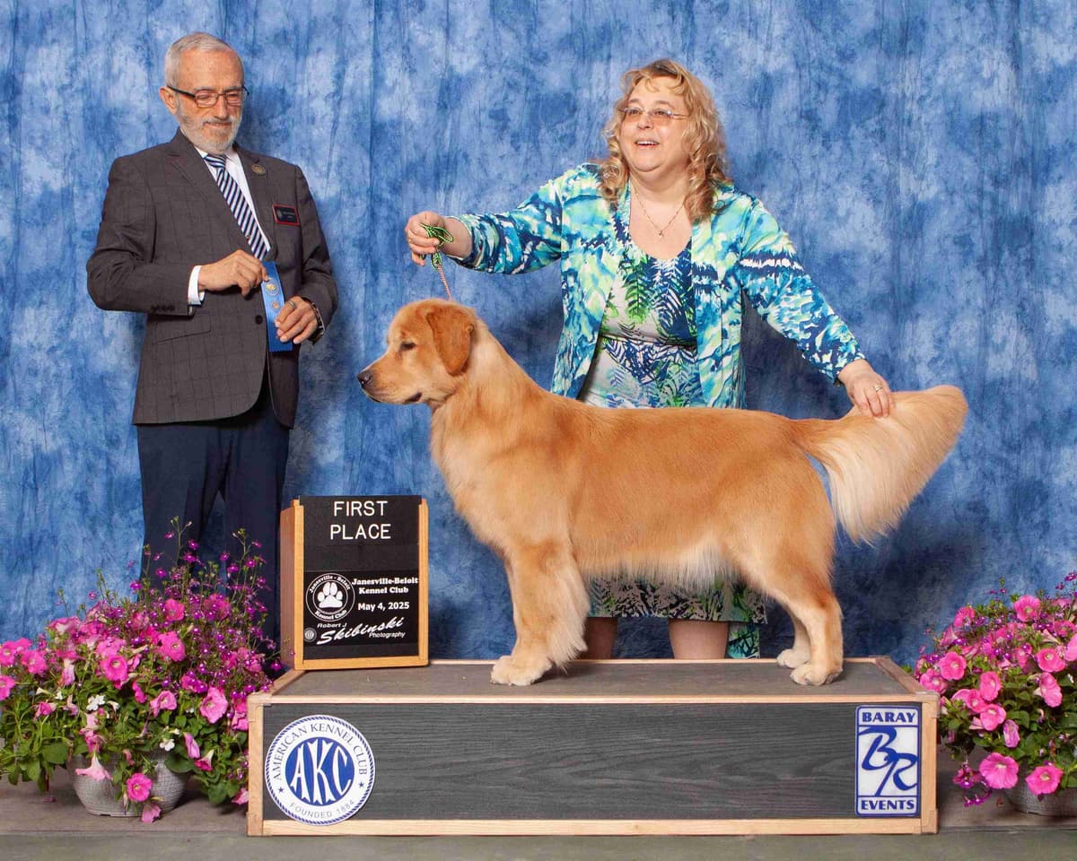 Golden Retriever Puppies breeder image 15