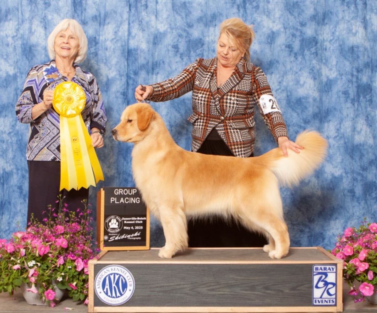 Golden Retriever Puppies breeder image 16