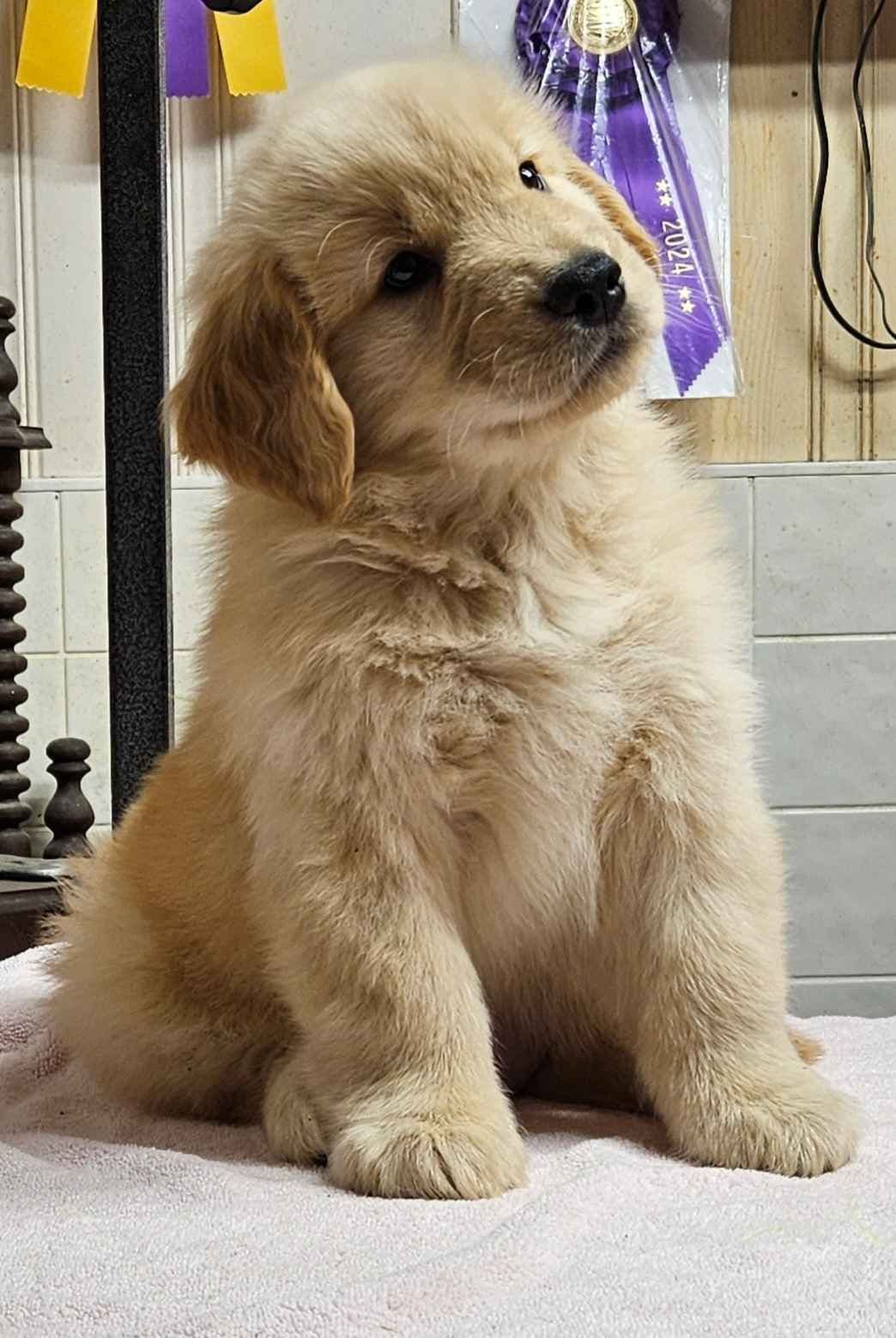 Golden Retriever Puppies breeder image 19
