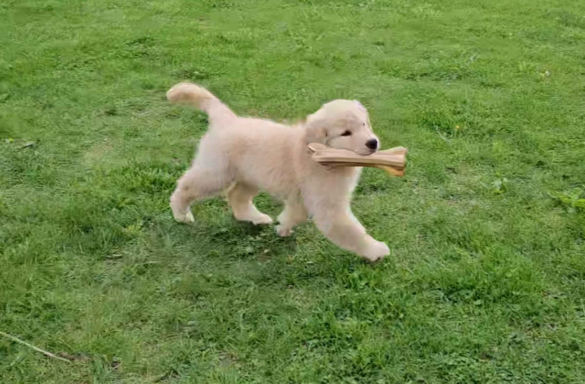 Golden Retriever Puppies breeder image 21