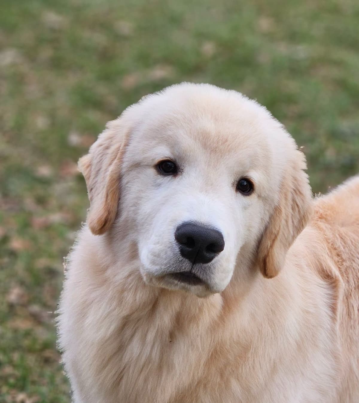 Golden Retriever Puppies breeder image 22