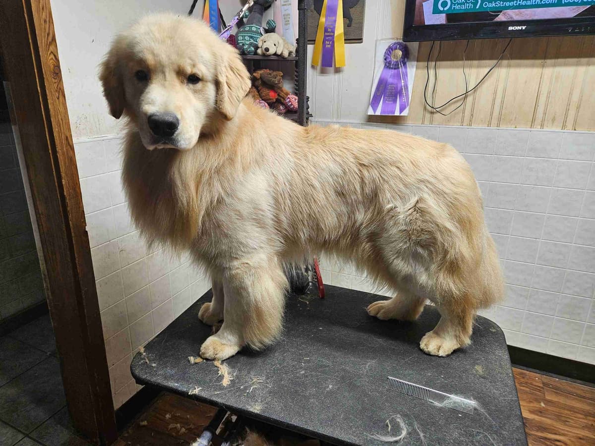 Golden Retriever Puppies breeder image 23