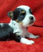 Biewer Terrier Puppies breeder image 3