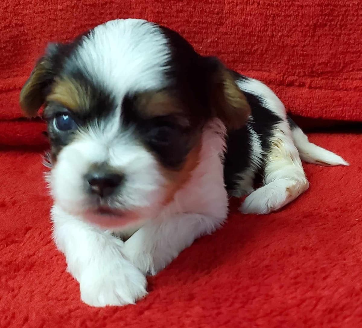 Biewer Terrier Puppies breeder image 4