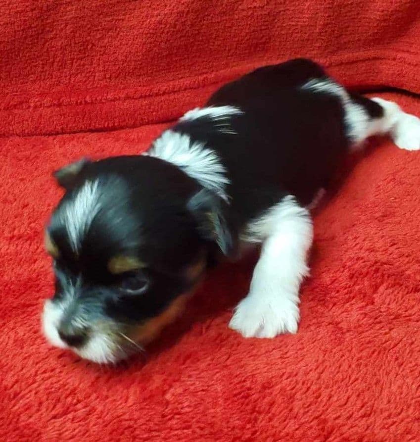 Biewer Terrier Puppies breeder image 5