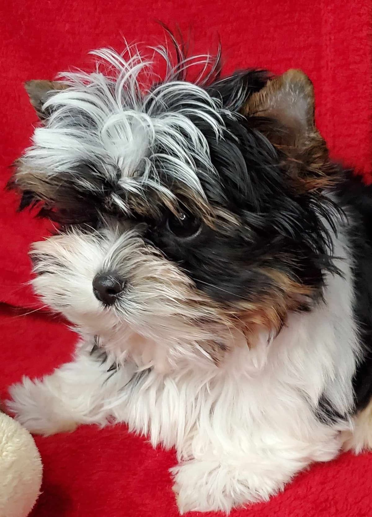 Biewer Terrier Puppies breeder image 6