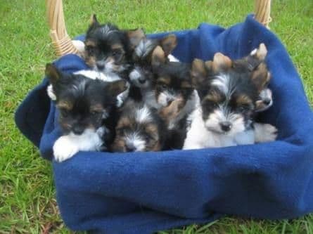 Biewer Terrier Puppies breeder image 7