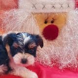 Biewer Terrier Puppies breeder image 8