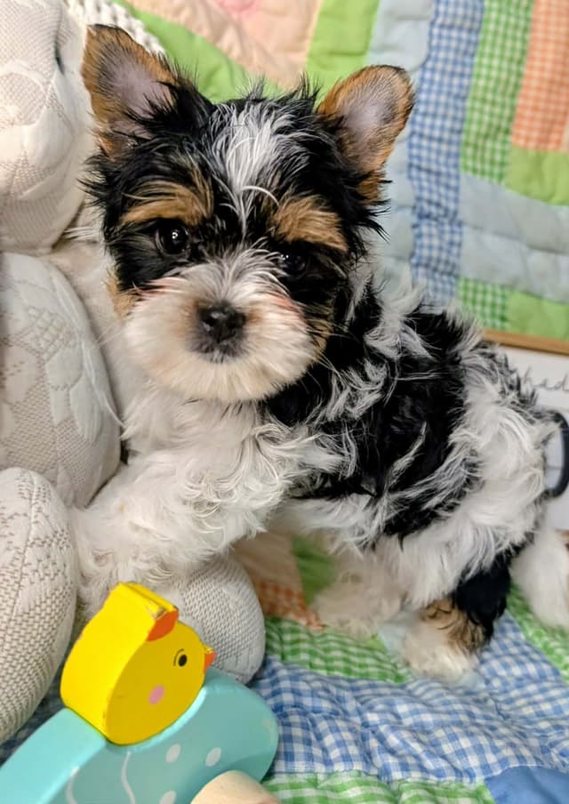 Biewer Terrier Puppies media 2