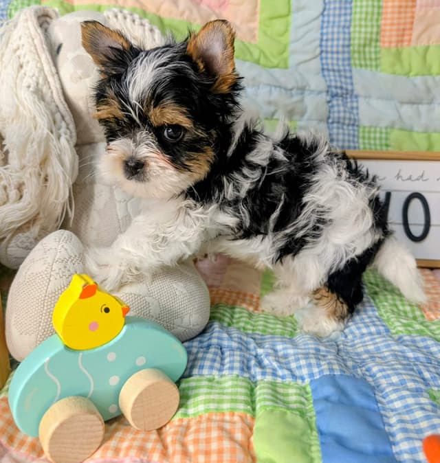 Biewer Terrier Puppies media 3