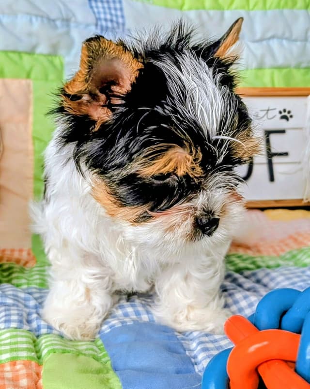 Biewer Terrier Puppies media 4