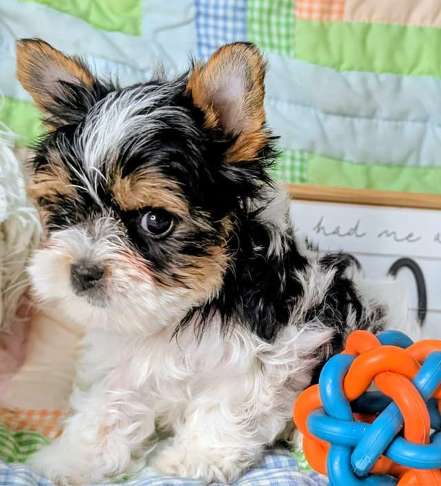 Biewer Terrier Puppies media 5