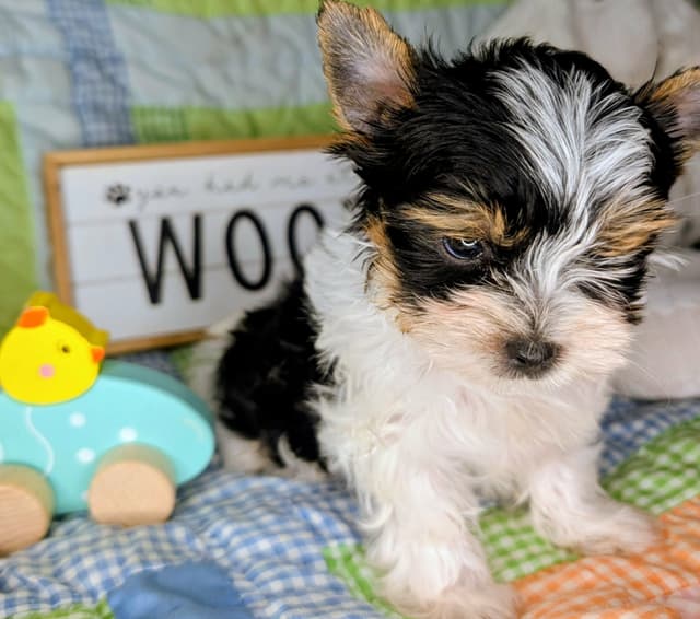 Biewer Terrier Puppies media 6