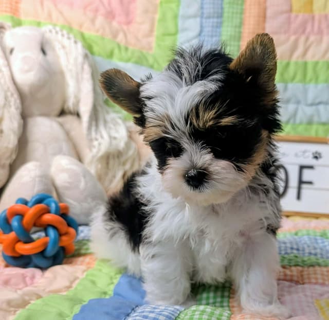 Biewer Terrier Puppies media 7