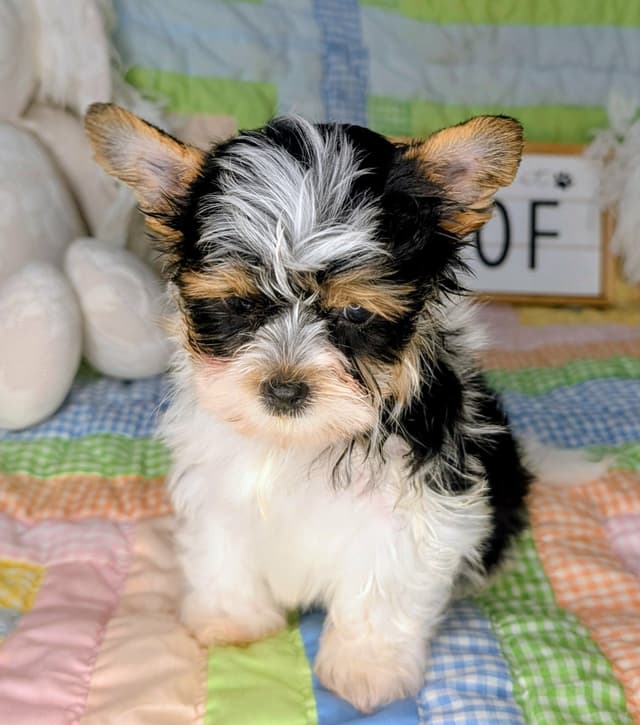 Biewer Terrier Puppies media 8