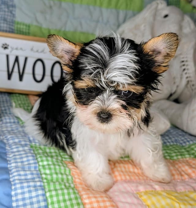 Biewer Terrier Puppies media 9