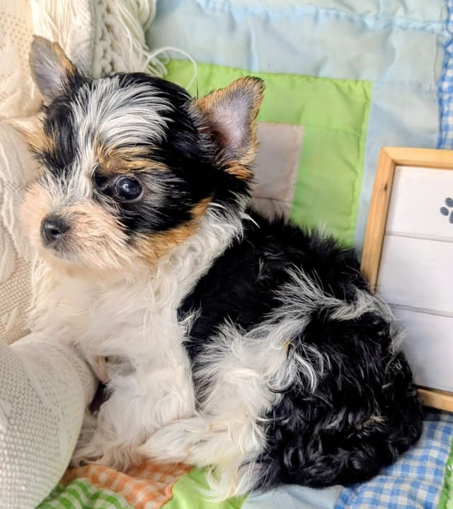 Biewer Terrier Puppies media 10