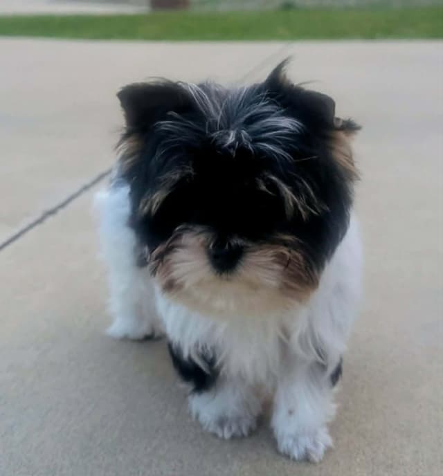 Biewer Terrier Puppies media 2