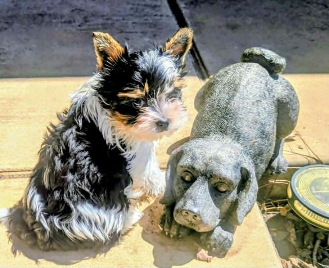 Biewer Terrier Puppies media 3