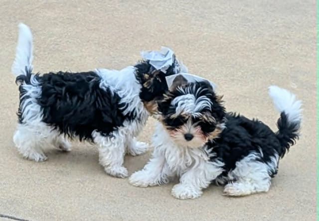 Biewer Terrier Puppies media 4