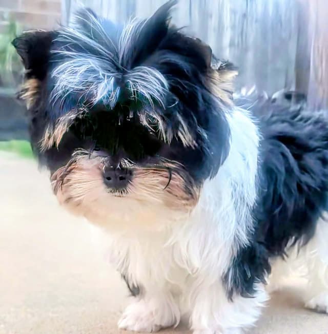 Biewer Terrier Puppies media 5