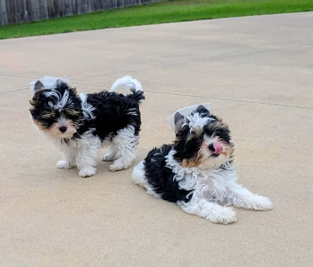 Biewer Terrier Puppies media 6