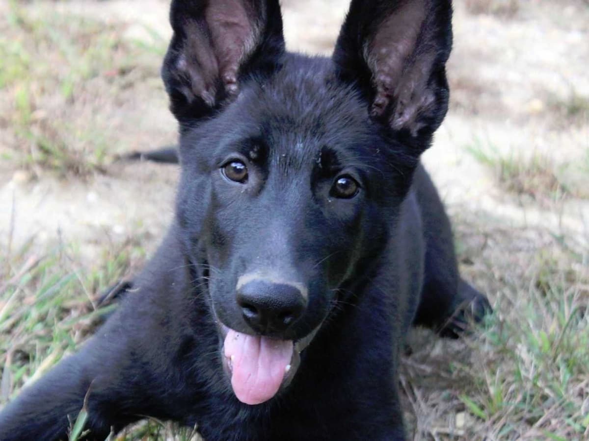 German Shepherd Dog Puppies Working Lines breeder image 14