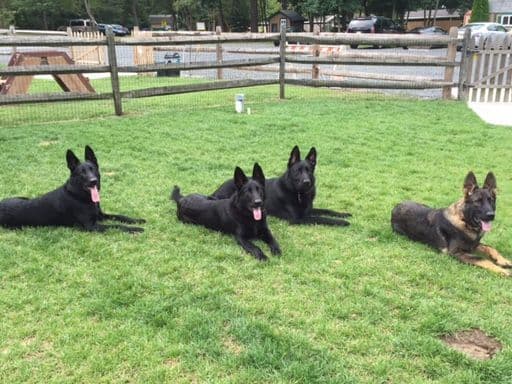 German Shepherd Dog Puppies Working Lines breeder image 18