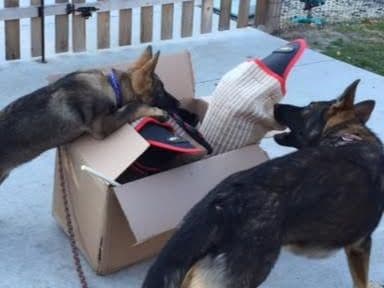 German Shepherd Dog Puppies Working Lines breeder image 19