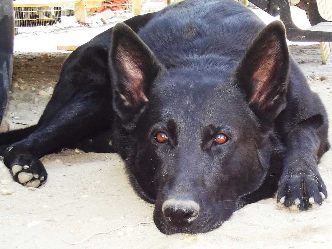 German Shepherd Dog Puppies Working Lines breeder image 20
