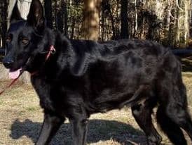 German Shepherd Dog Puppies Working Lines breeder image 21