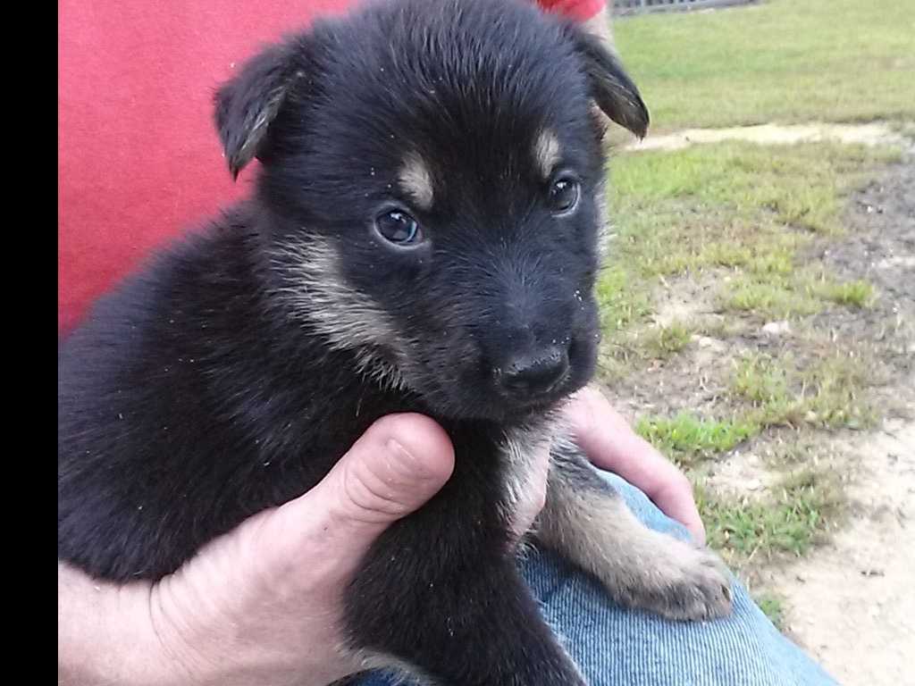 German Shepherd Dog Puppies Working Lines breeder image 23