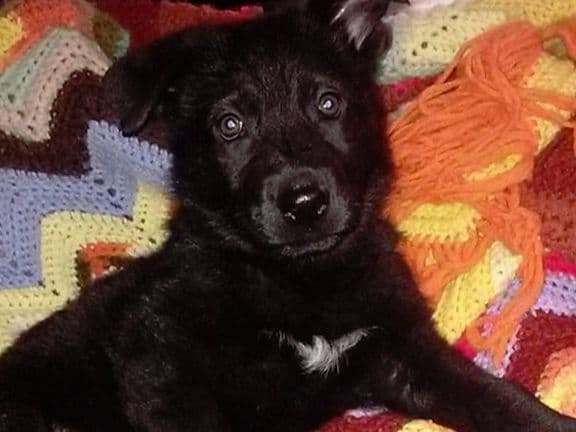 German Shepherd Dog Puppies Working Lines breeder image 24