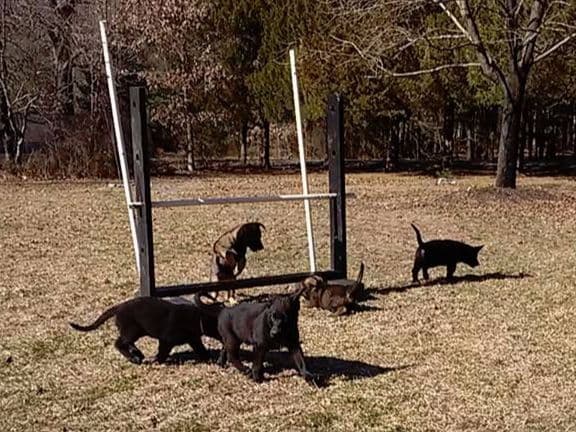 German Shepherd Dog Puppies Working Lines breeder image 25