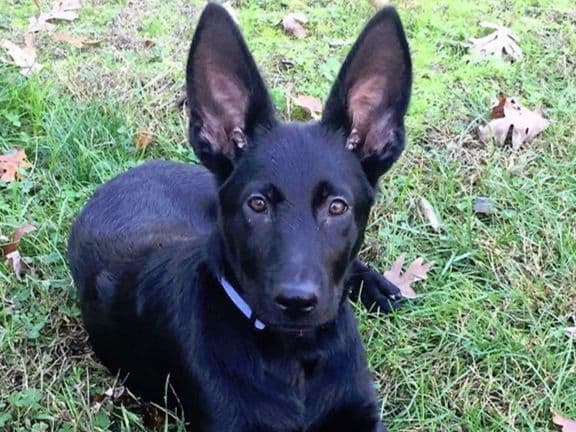 German Shepherd Dog Puppies Working Lines breeder image 13