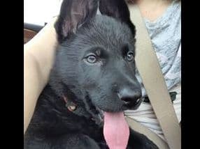 German Shepherd Dog Puppies Working Lines breeder image 29