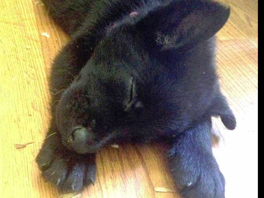 German Shepherd Dog Puppies Working Lines breeder image 30