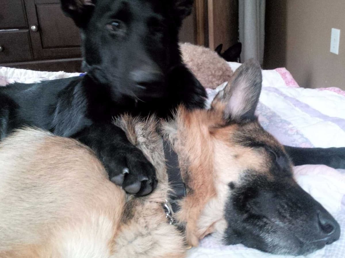 German Shepherd Dog Puppies Working Lines breeder image 32
