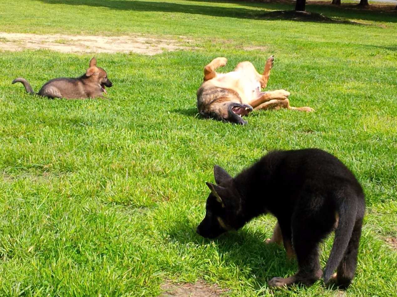 German Shepherd Dog Puppies Working Lines breeder image 33