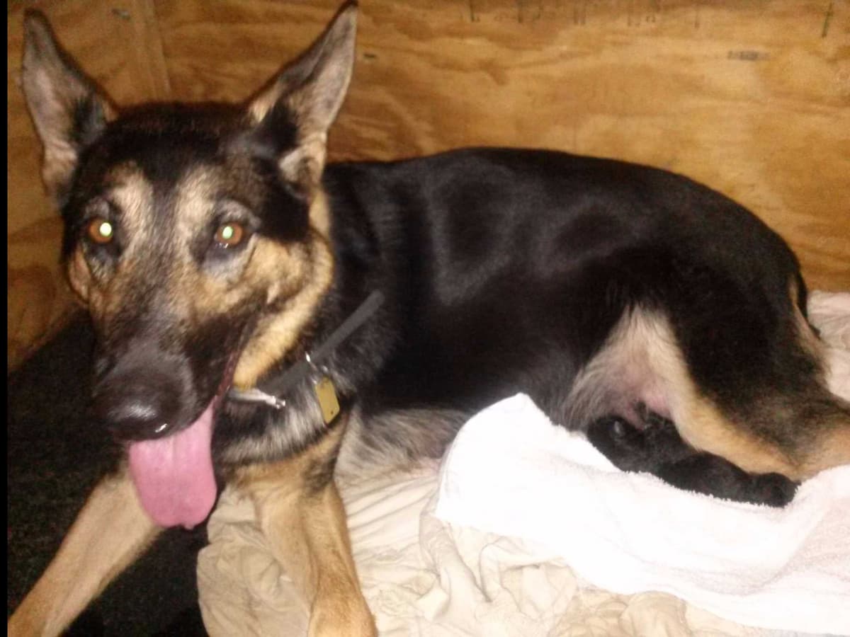 German Shepherd Dog Puppies Working Lines breeder image 36