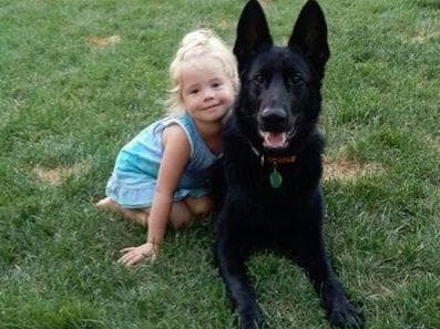 German Shepherd Dog Puppies Working Lines breeder image 43