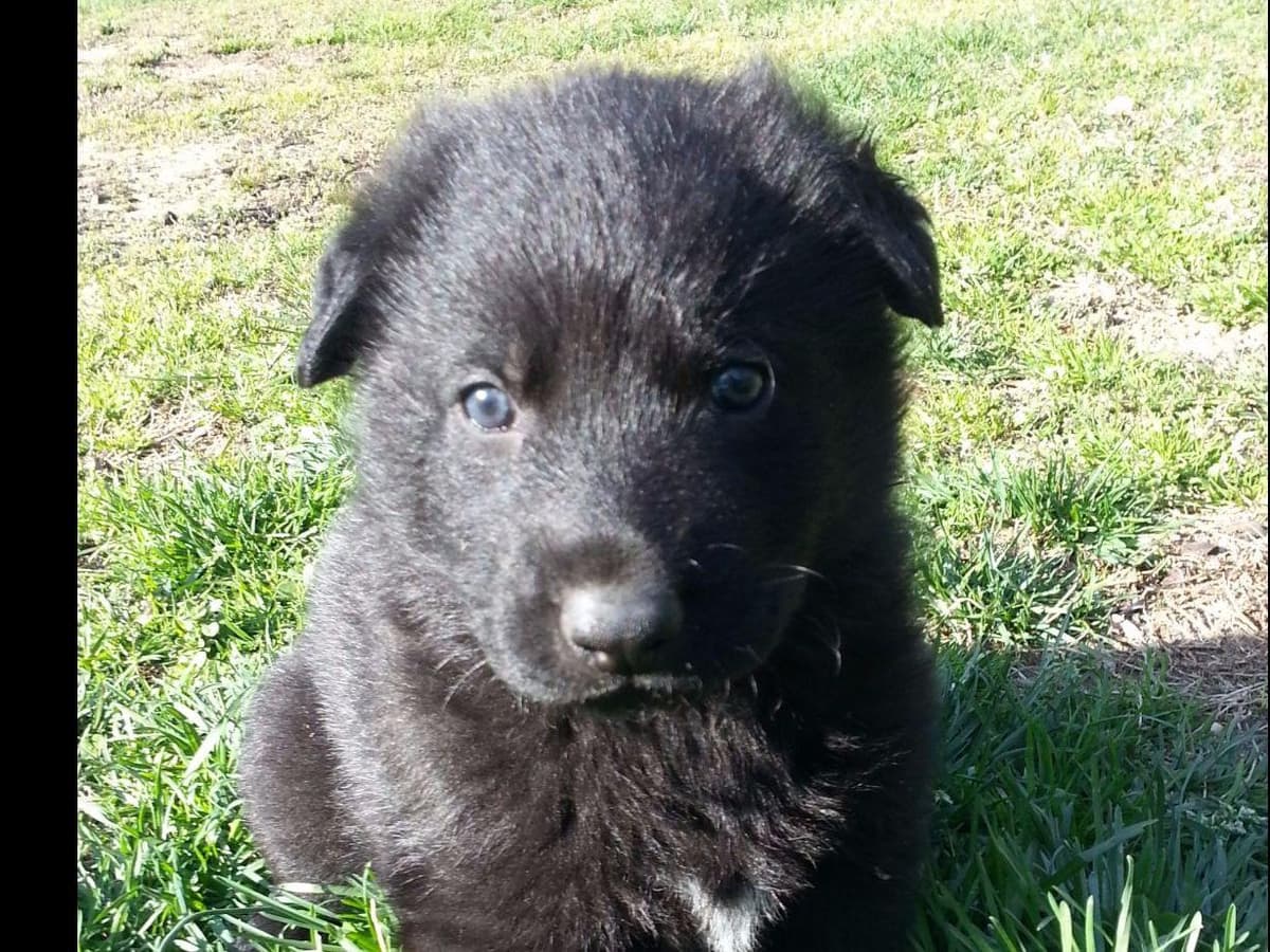 German Shepherd Dog Puppies Working Lines breeder image 46