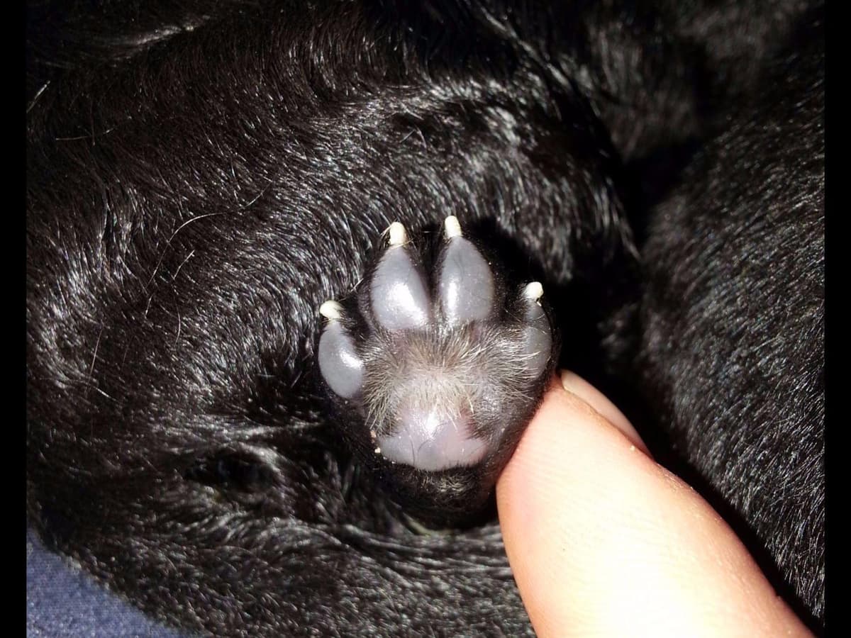 German Shepherd Dog Puppies Working Lines breeder image 47