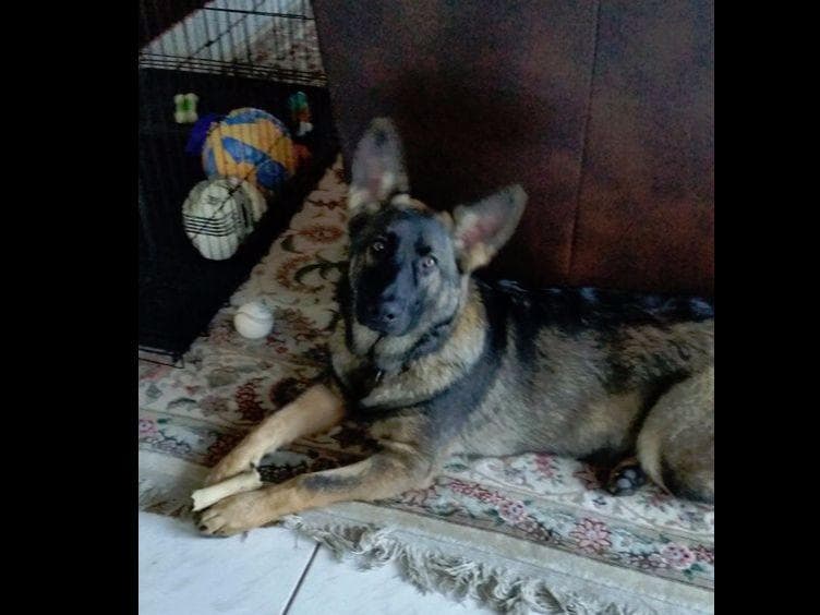 German Shepherd Dog Puppies Working Lines breeder image 48