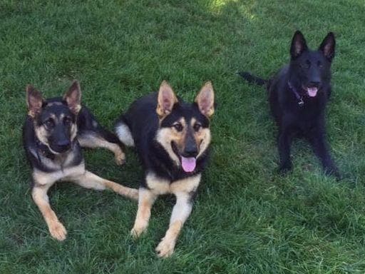 German Shepherd Dog Puppies Working Lines breeder image 51