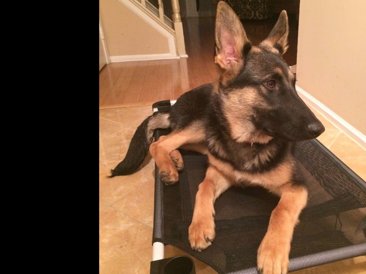 German Shepherd Dog Puppies Working Lines breeder image 52