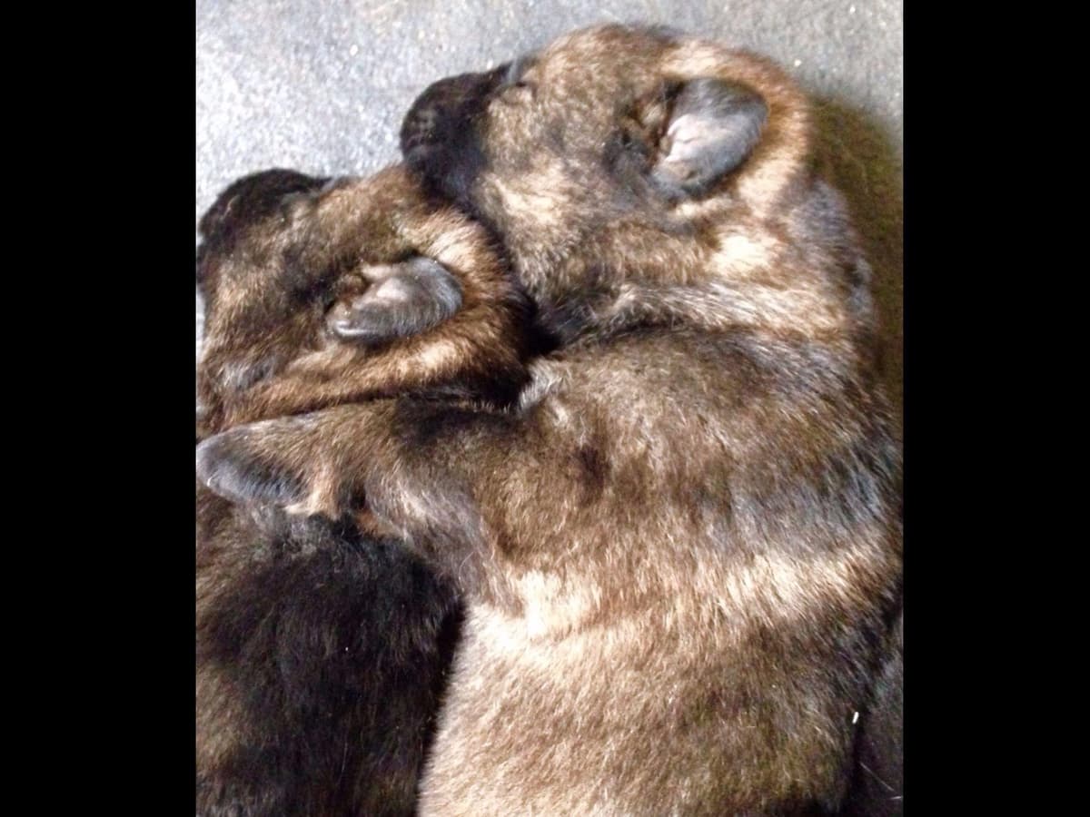 German Shepherd Dog Puppies Working Lines breeder image 53