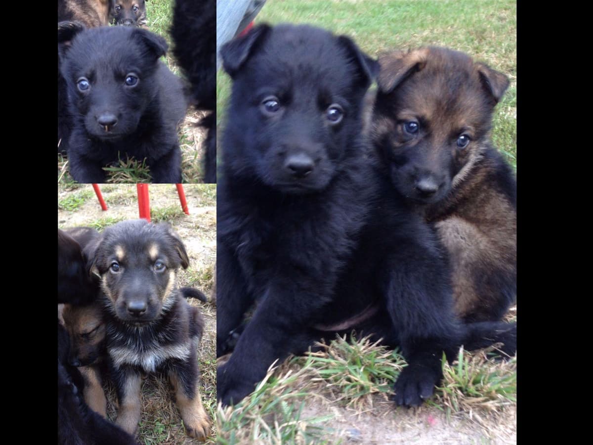 German Shepherd Dog Puppies Working Lines breeder image 12