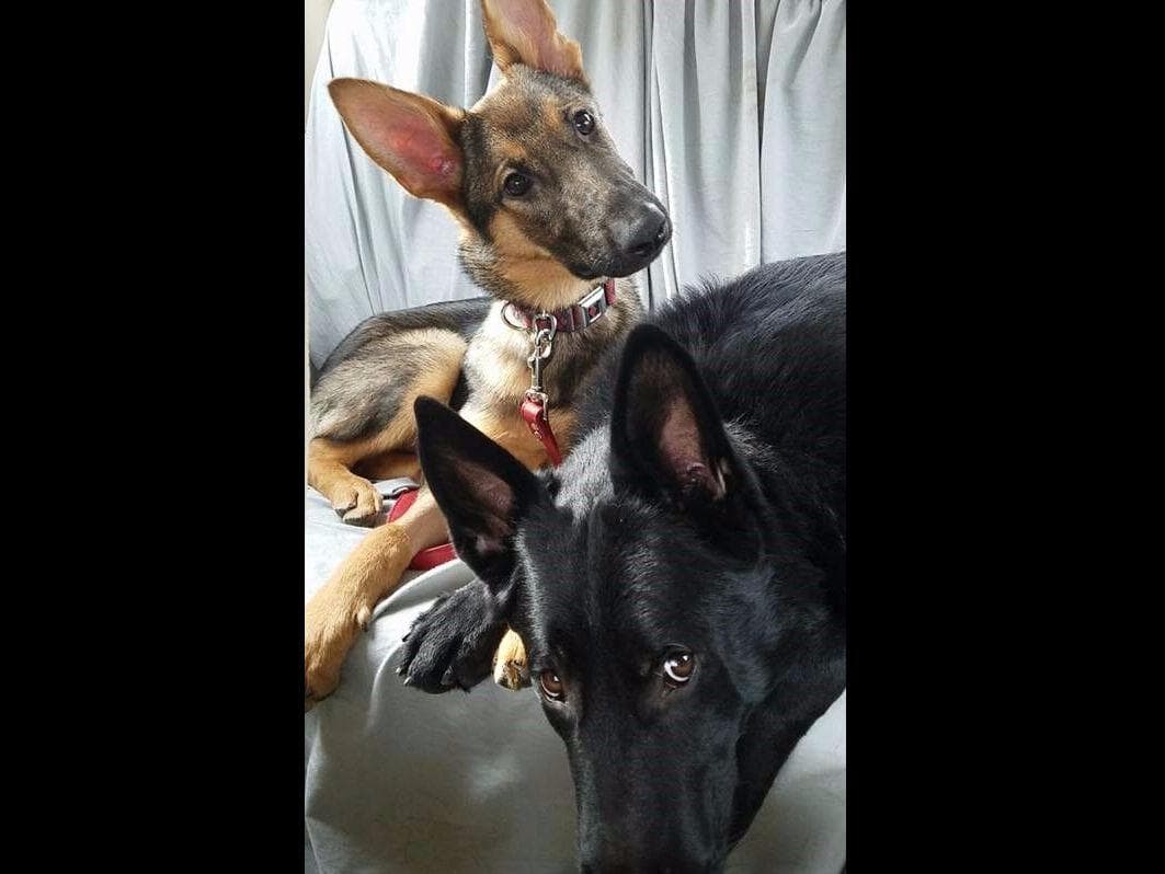 German Shepherd Dog Puppies Working Lines breeder image 2