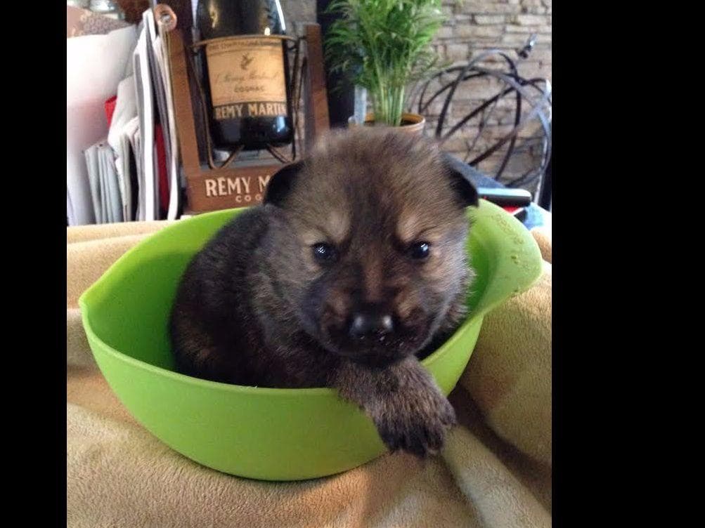 German Shepherd Dog Puppies Working Lines breeder image 56